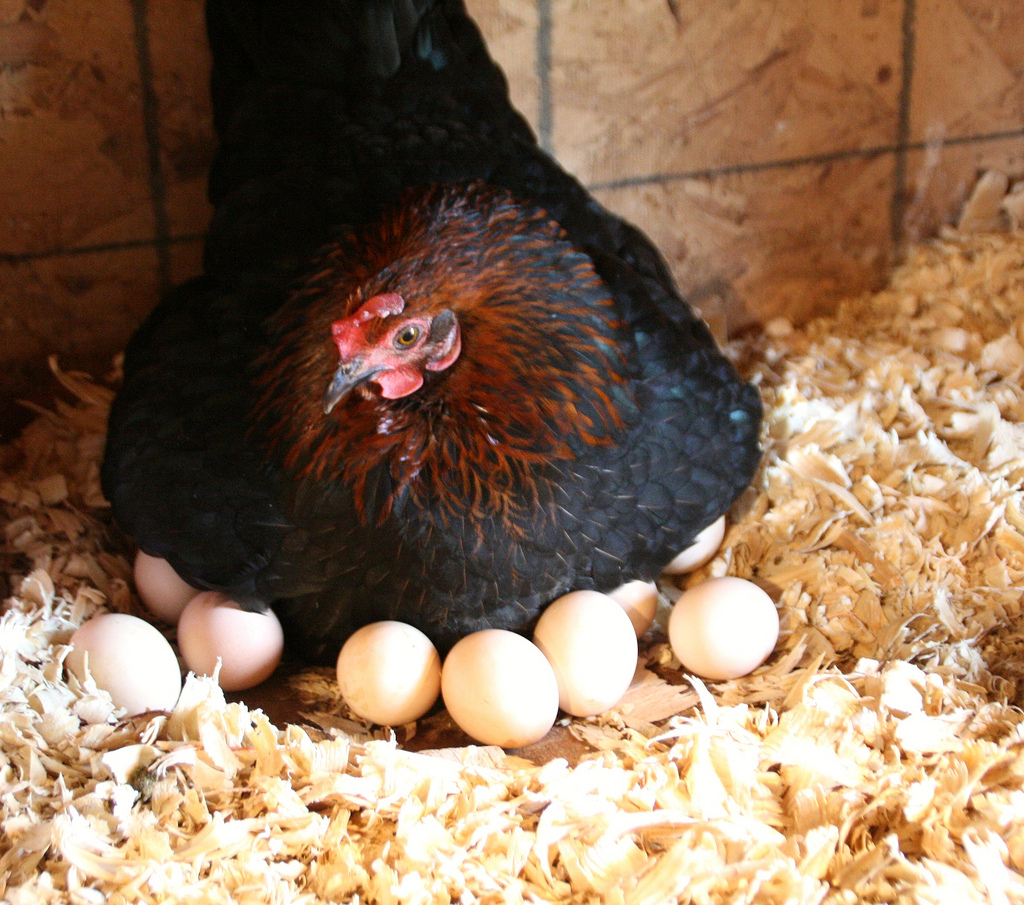 Можно ли под курицу подкладывать яйца. Наседка курица высиживает яйца. Курица наседка Квочка. Курочка высиживает цыплят. Курица с яйцами.